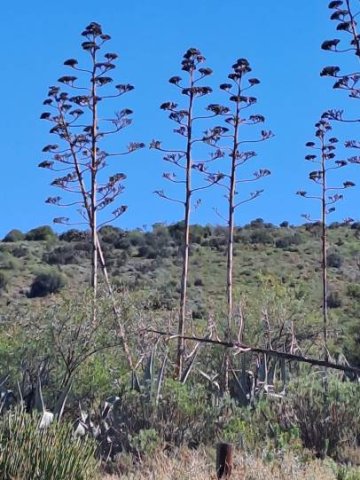 Agave americana flowering stems